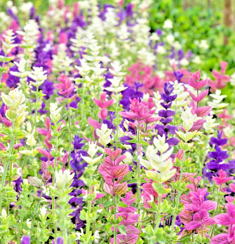 350x clary sage - 350x, mix