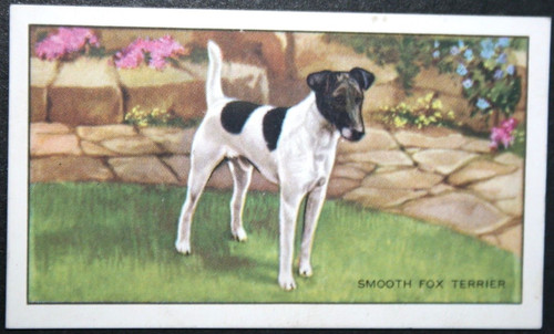 Smooth fox terrier vintage - smooth,