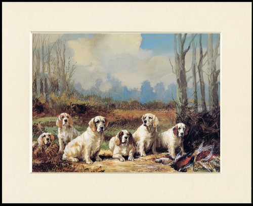 Clumber spaniel dog art print - clumber,