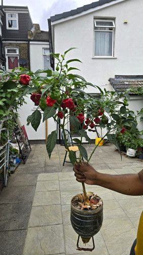 Scotch bonnet chilli - chilli, pepper