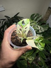 Monstera Adansonii Albo