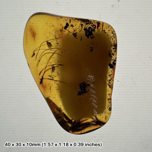 Plant insect inclusion - plant,