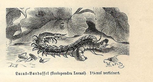 Antique print insects - antique,
