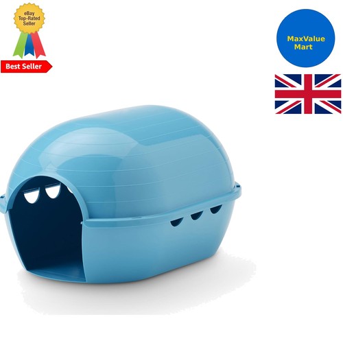 Spacious blue guinea - spacious, pig