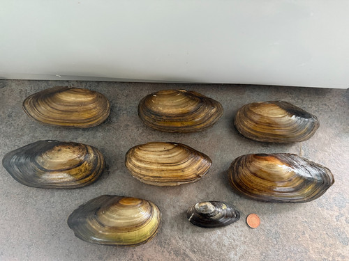 Seven shells fresh water - seven,