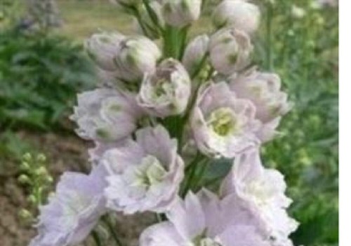Delphinium magic - delphinium,