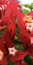 Bougainvillea Ruby Jumbo Plug