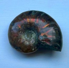 30.49ct Opalized Ammonite