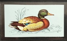 TETLEY (TEA CARD)-BRITISH