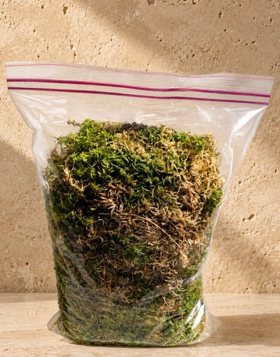 Sphagnum moss live fresh - moss, fresh,
