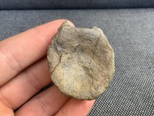 Fossil crocodile vertebra - fossil, bone