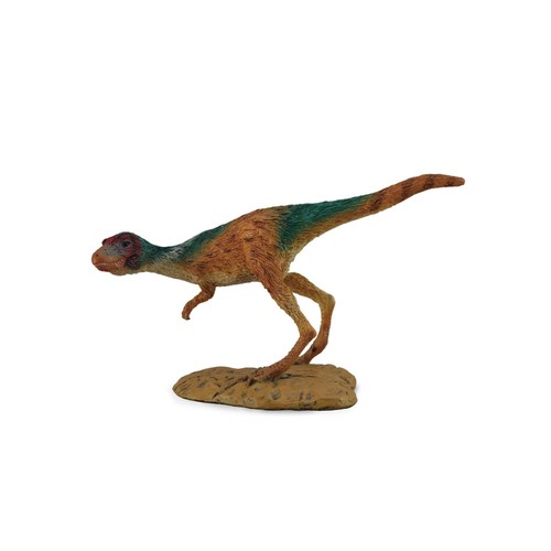 Collecta juvenile - collecta,