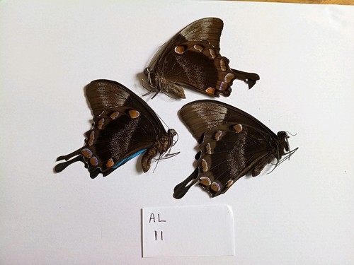 Papilio ulysses males - papilio,