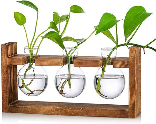 Glass plant terrarium 3 - plant,