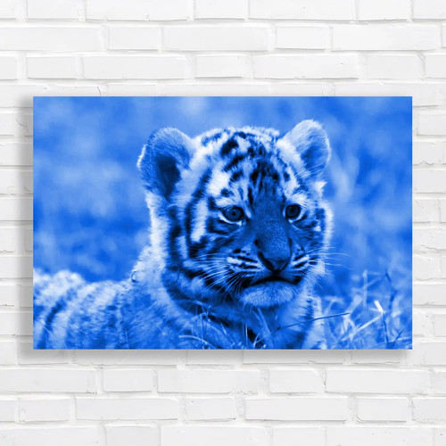 Cute siberian tiger cub - cute,