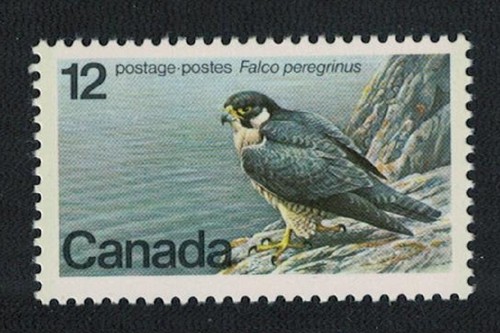 Peregrine falcon bird 12c - peregrine,