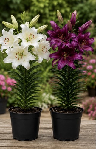 Pair giant lilies - pair, 2l