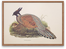 Vintage lithograph art print