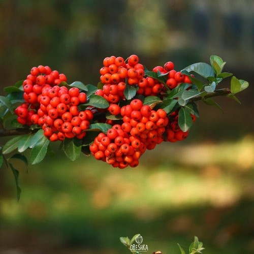 Pyracantha coccinea pcs - pyracantha, 20