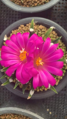 4pcs ariocarpus agavoides - ariocarpus,