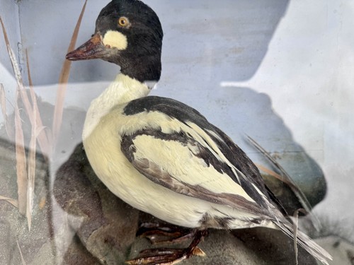 Antique victorian goldeneye - antique,