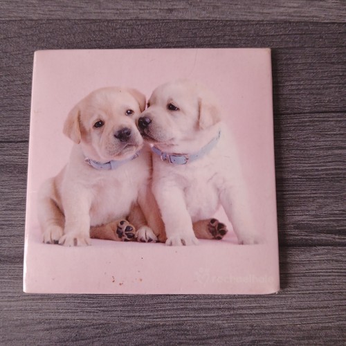Labrador puppy puppies - labrador,