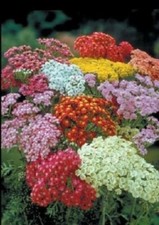 YARROW COLORADO MIX Achillea