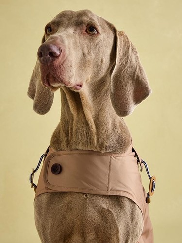 Joules burra brown dog - brown,