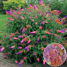Butterfly Bush 'Flower Power'