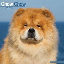 Chow Chow Calendar 2026 - Dogs