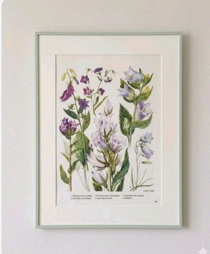 Vintage botanical print - vintage,