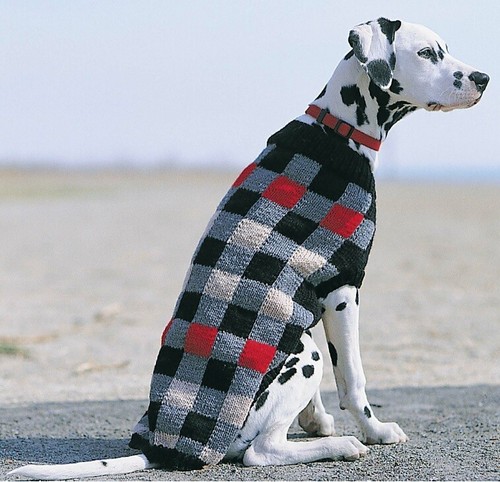 Canine checks dog - checks,