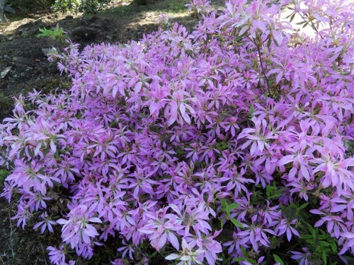Koromo shikibu azalea - ~~koromo,