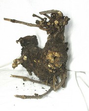 Raw Natural Piece of Old Grape