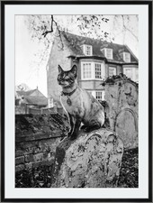 Cat Portrait-Fine Art Print