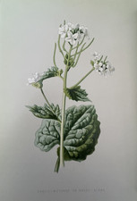 Antique Print Garlic Mustard