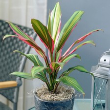 Indoor Plant, Cordyline Kiwi