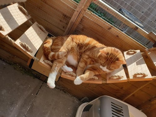 Give your cat adventure - “give,