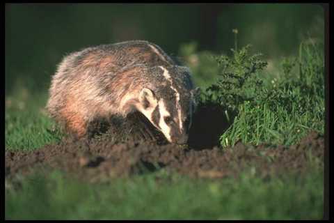 123055 badger digging - badger,
