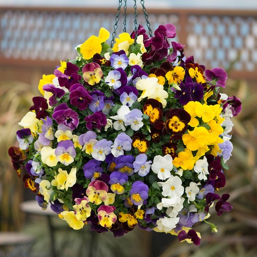 Pansy cascadia trailing pro - xl,