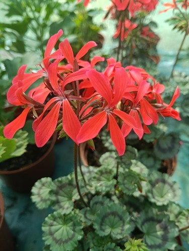 Pelargonium friesdorf - pelargonium, 'friesdorf'