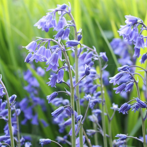 Traditional bluebell bulb - traditional,