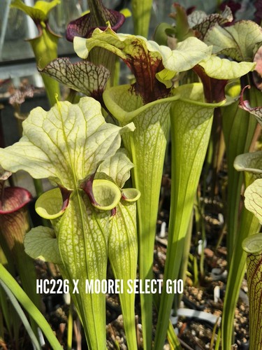 Sarracenia x - x, moorei)