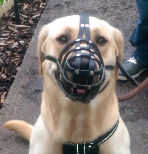 Light leather dog - light,
