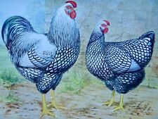 c1904 Antique Poultry Chicken Print SILVER LACED WYANDOTTES by Artist J.W Ludlow
