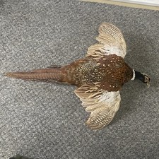 Taxidermy Flying Pheasant Wall Mounted Bird Mount Display Real Feathers Art