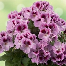 Pelargonium 'Aristo Mixed'