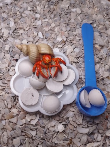 Hermit crab food - ,cuisine, 20