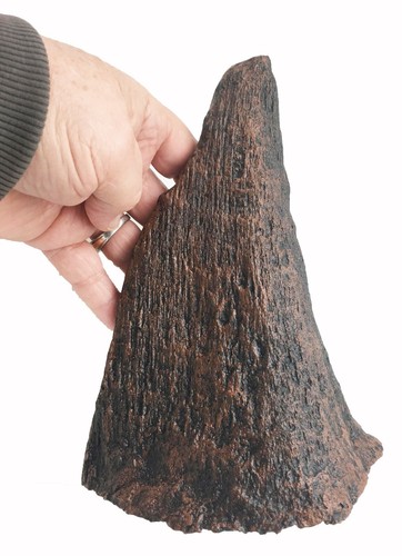 Small wooly rhino horn replica - rhino,