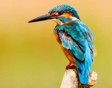 Perched Kingfisher 11x14
